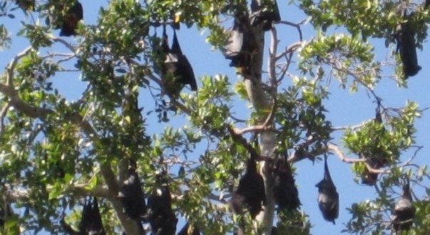 flying fox