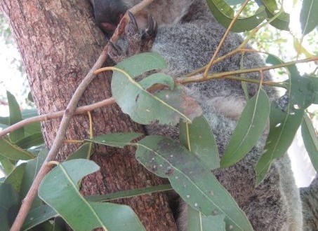 koala2