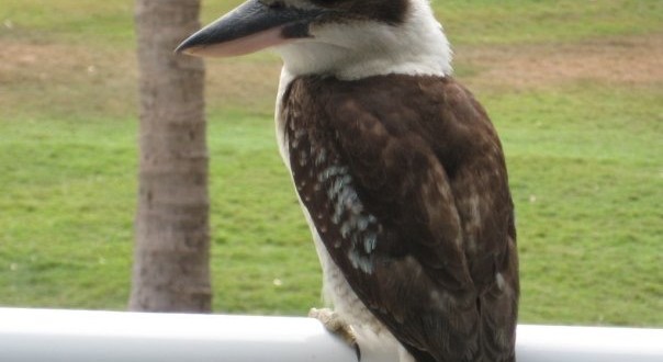 kookaburra