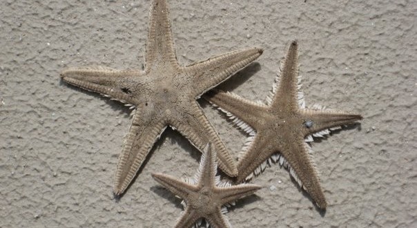 starfish