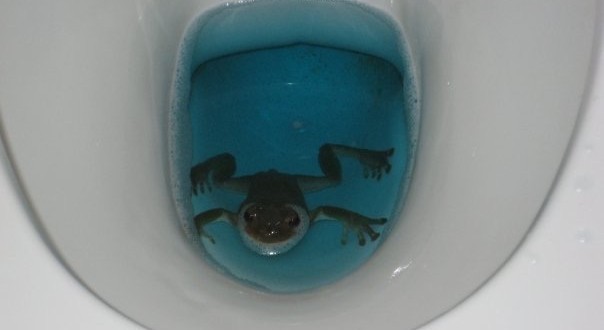 toilet frog