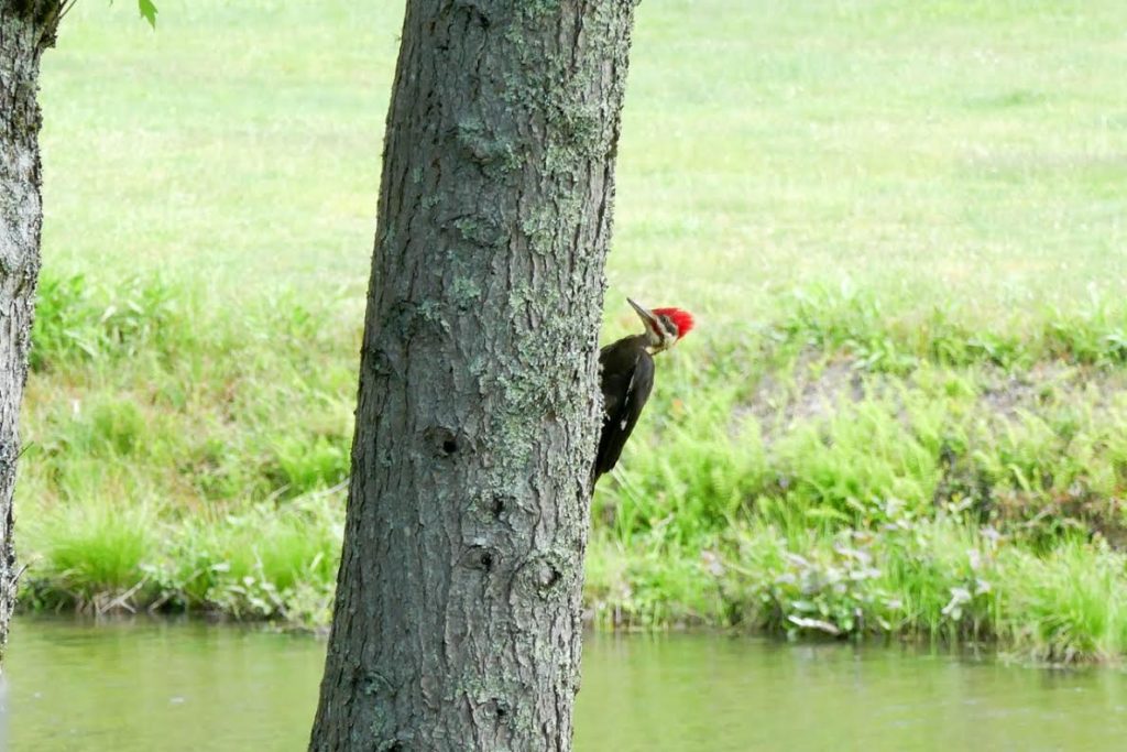 pileated woodpecker