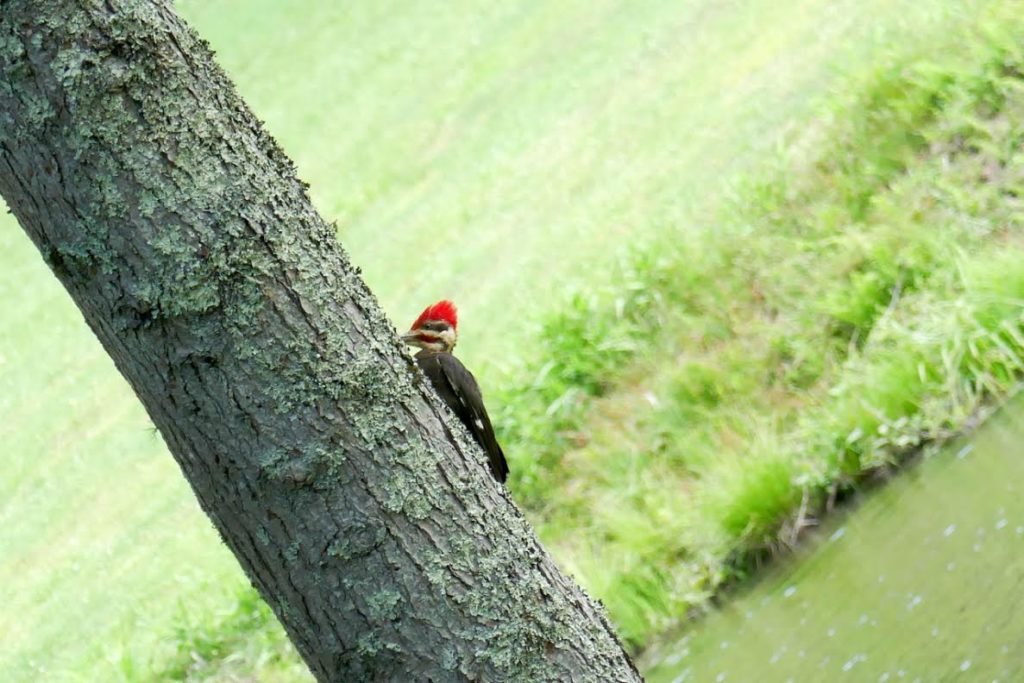 pileated woodpecker2