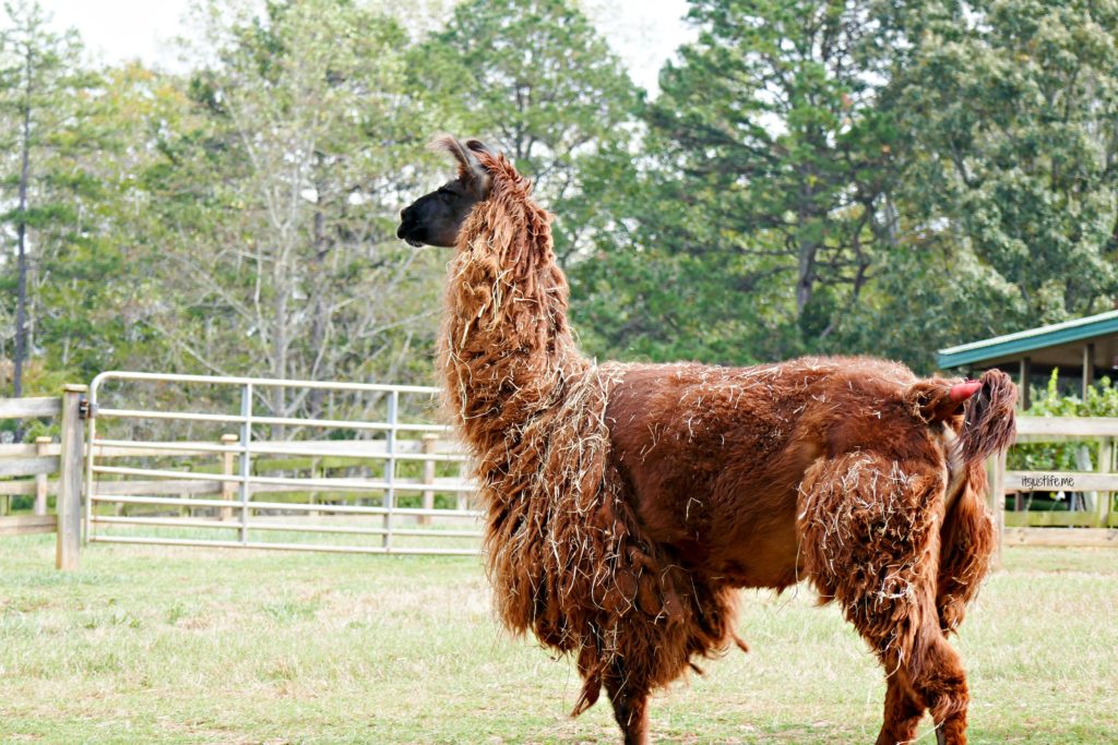 llama-2