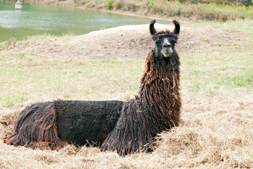 llama-5