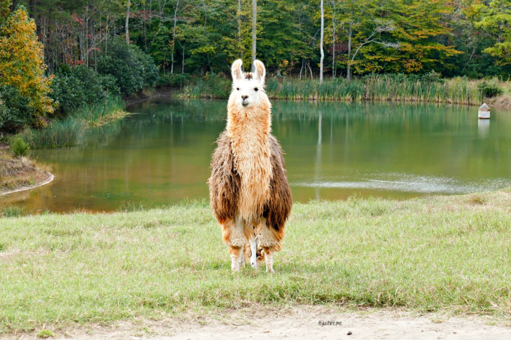 llama-6