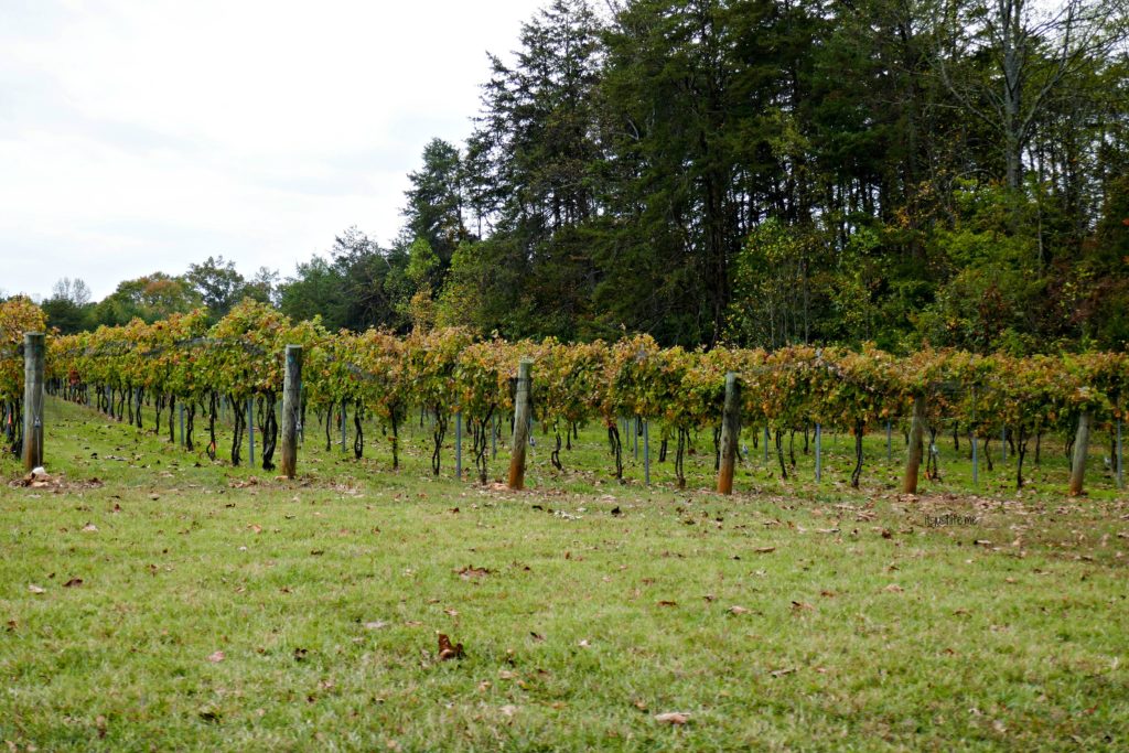 Grape vines at Divine Llama Winery