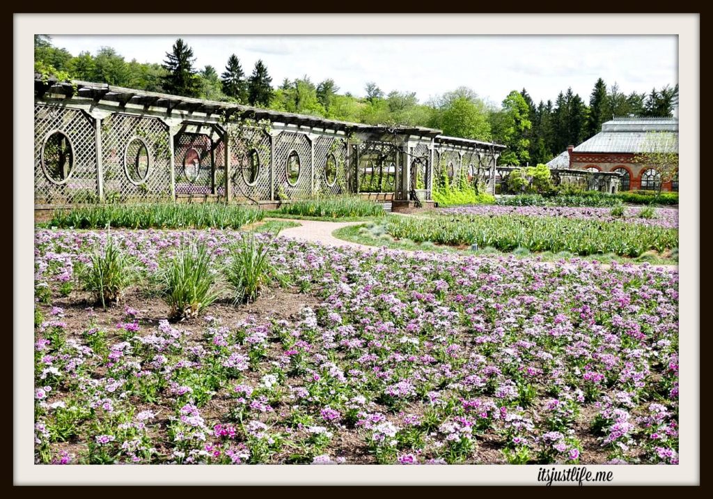 New plantings to replace tulips are in process.