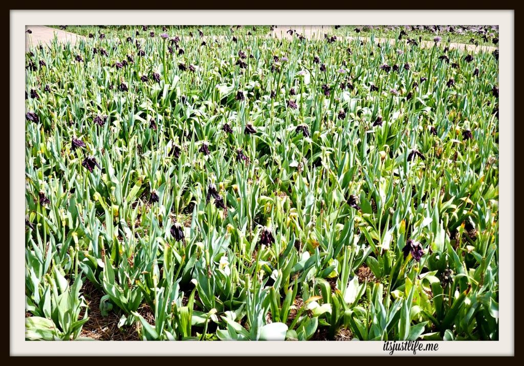 The remains of some of the spring tulips.