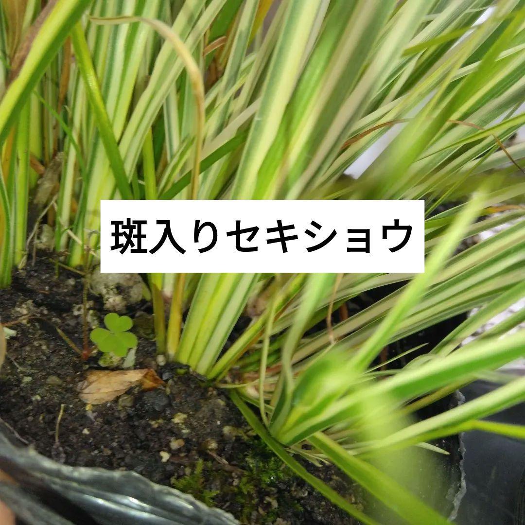 斑入りセキショウ10苗