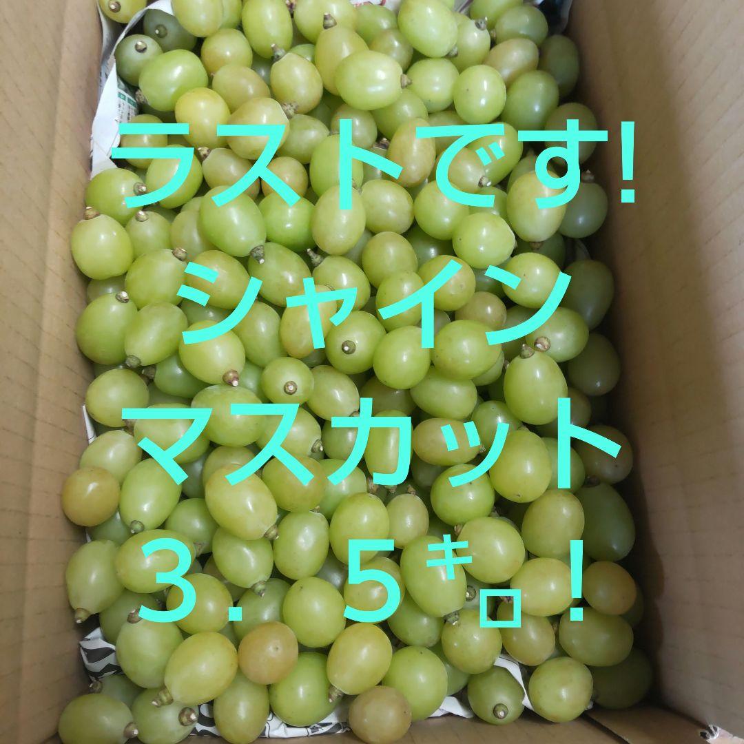 シャインマスカット　訳あり　３．５㌔！
