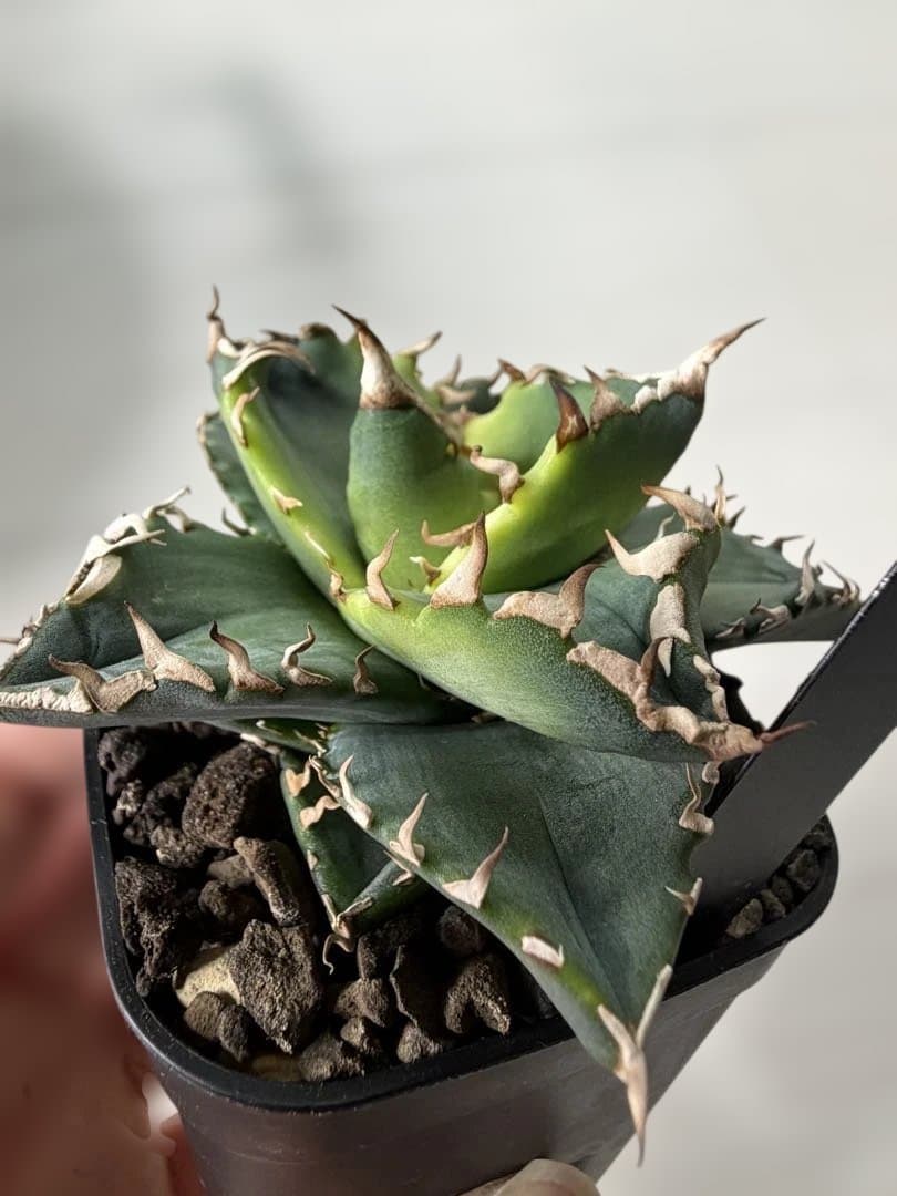 狂刺夕映　アガベ　チタノタ　オテロイ