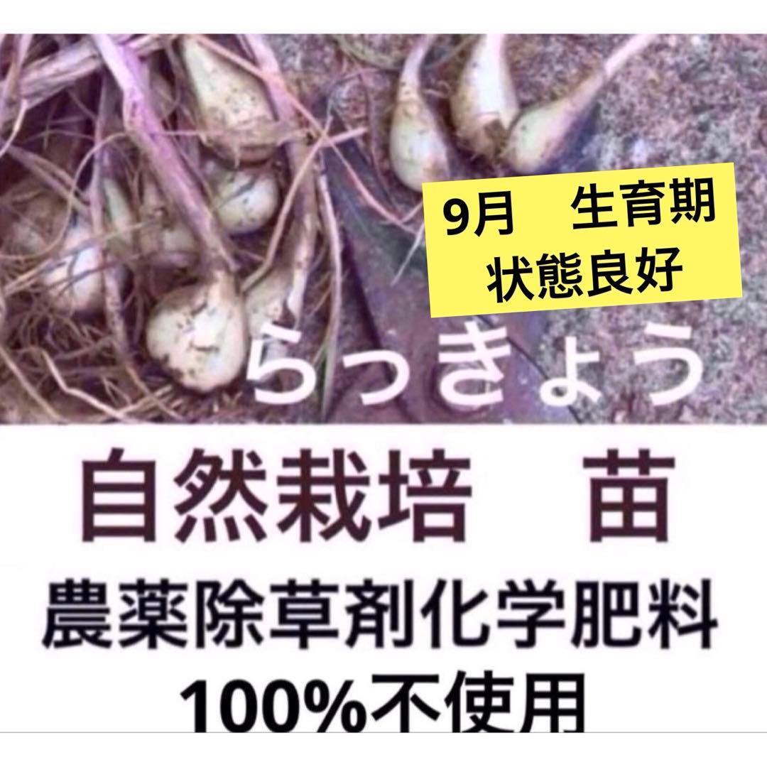 増量中　30球　エシャレット　らっきょう　種　球根　宿根 自然栽培
