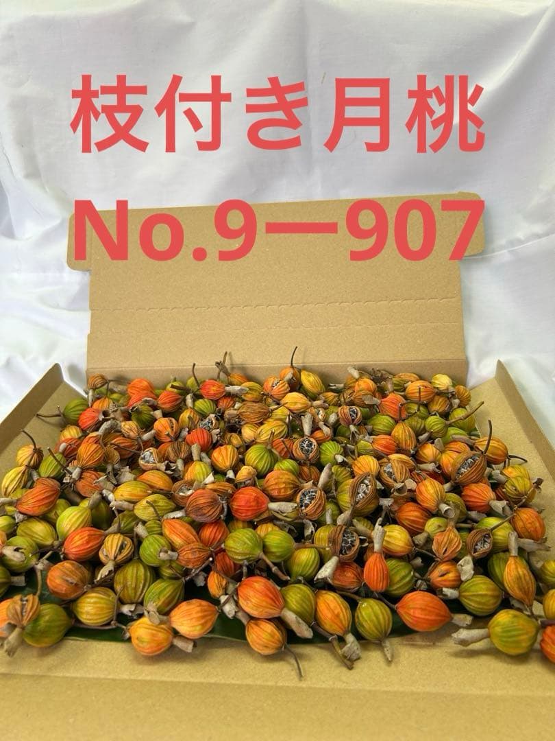 季節限定　月桃の実　No.9ー907