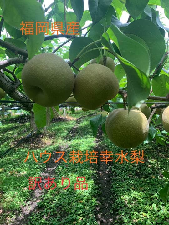 幸水梨　訳あり4.5〜5キロ