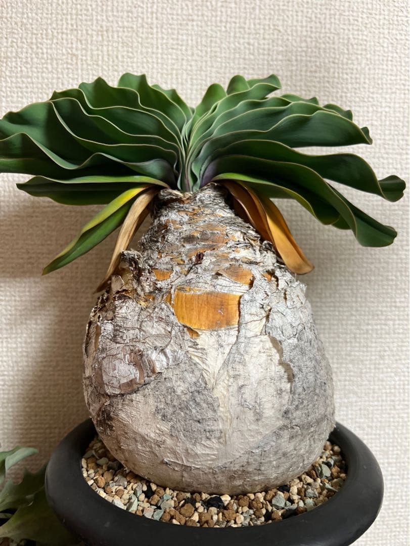 美形　ブーファン　ハエマンソイデス　珍奇植物