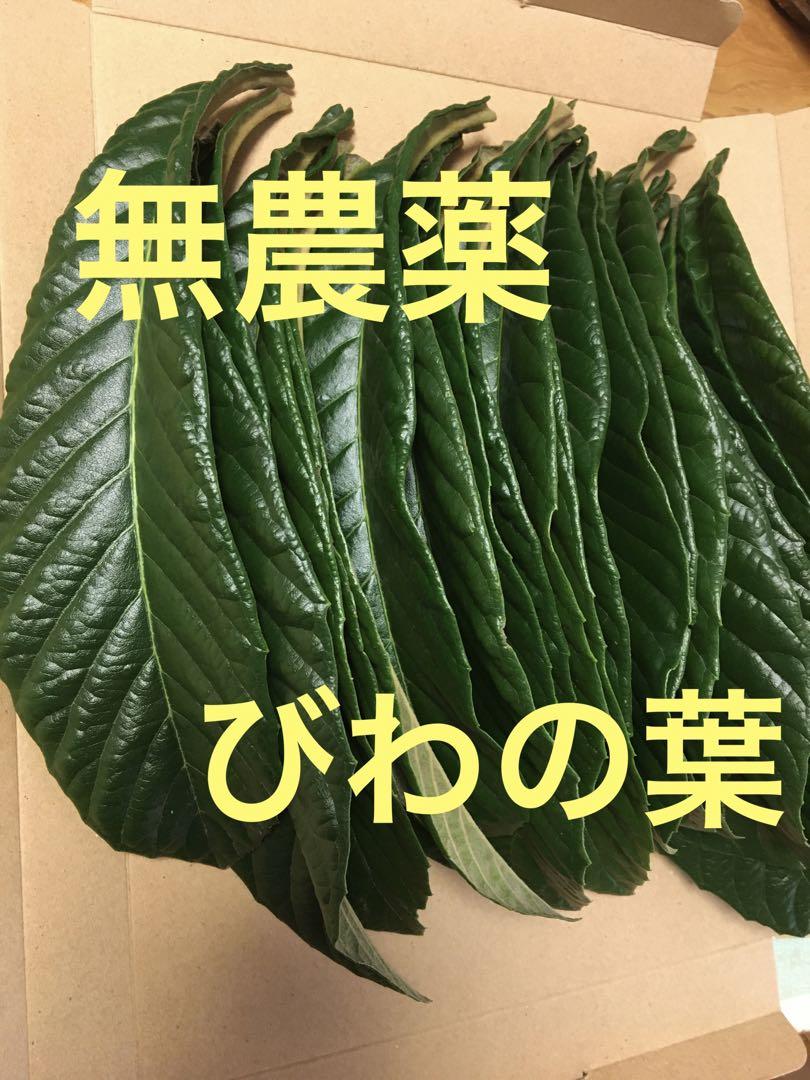 無農薬　自然栽培　びわの葉　⑮