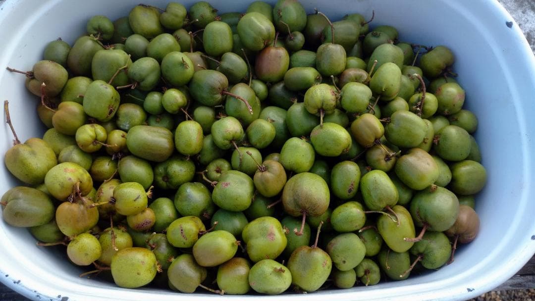 北海道産 天然サルナシ 800ｇ