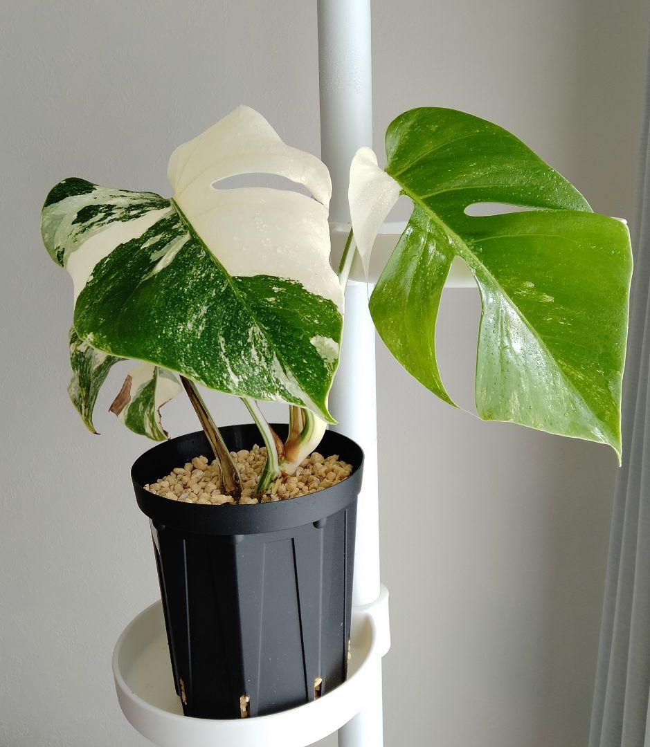 モンステラボルシギアナ　ホワイトタイガー