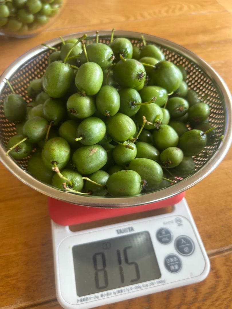 北海道産のサルナシ　約800g  コクワ　ベビーキウイ