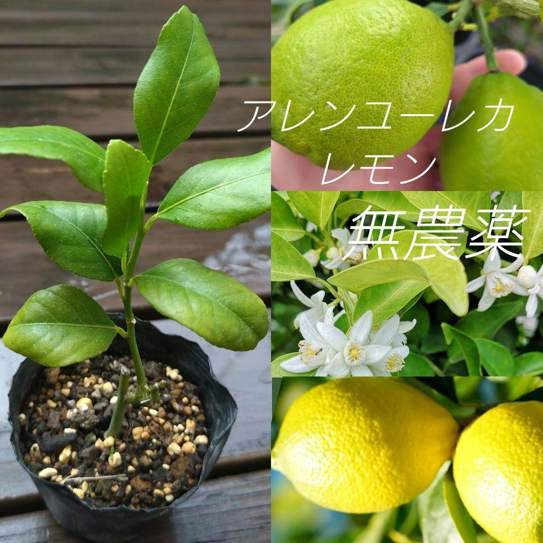 【無農薬】 アレンユーレカレモン Ｄ　小苗　常緑樹　観葉植物　フルーツ　　挿し木
