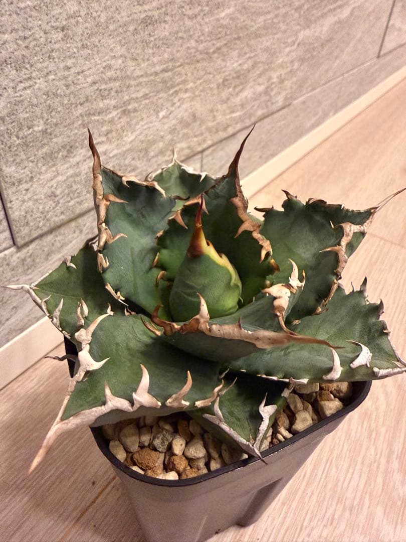 アガベ　チタノタ白鯨