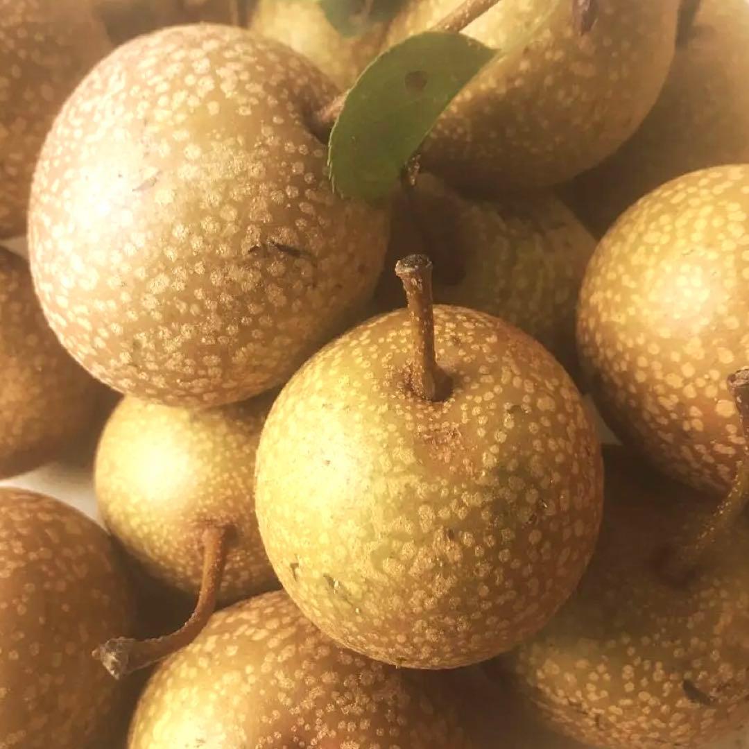 ★ ヤマナシ ★ 自然原種・梨 ★ Japanese pear ☆*:
