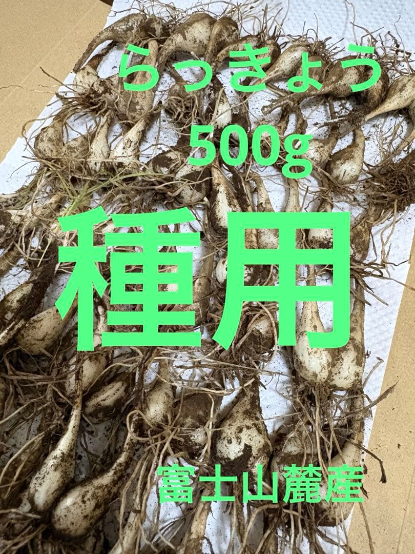 らっきょう　種　500g ネコポス　富士山麓