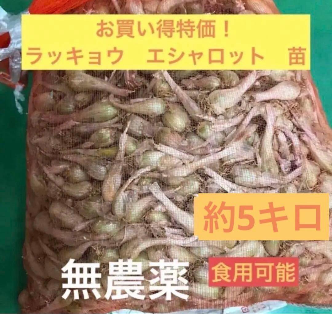 【ラスト在庫限りお買い得】ラッキョウ エシャロット 苗 食用 約3キロ 無農薬