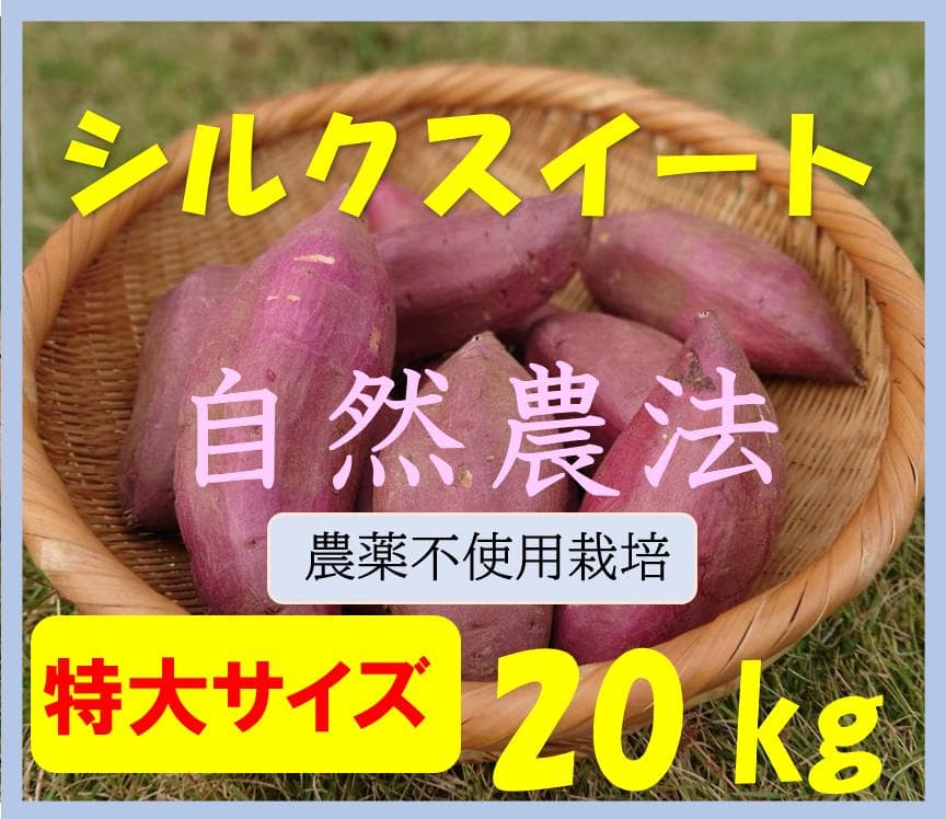 シルクスイート　２０キロ　特大サイズ　無農薬　自然栽培　業務用　さつまいも