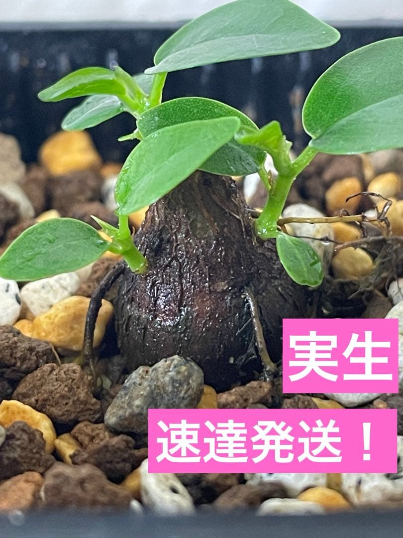 【希少】パンダガジュマル実生
