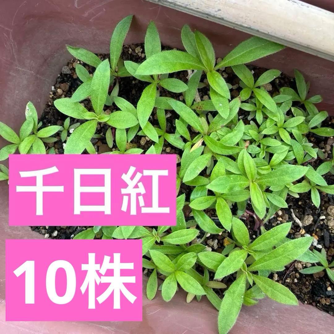 千日紅　幼苗　10株