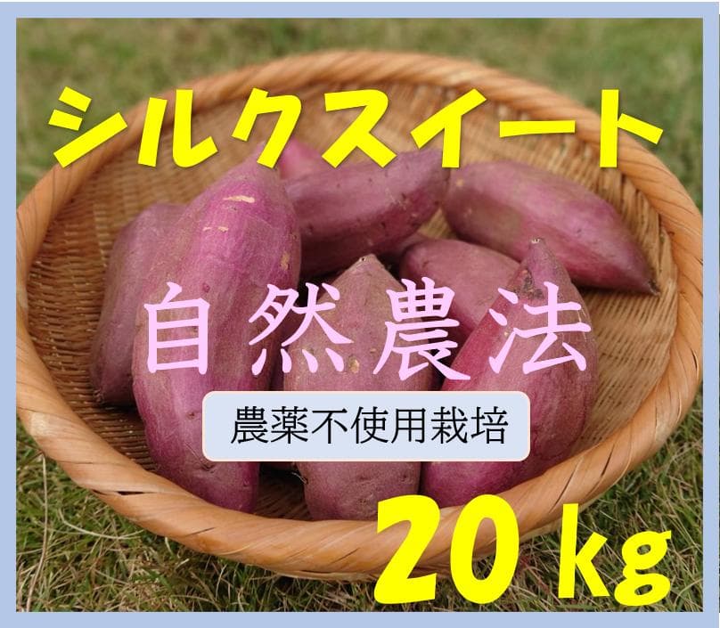 さつまいも　無農薬　シルクスイート　２０キロ　自然栽培　熊本阿蘇ｔ