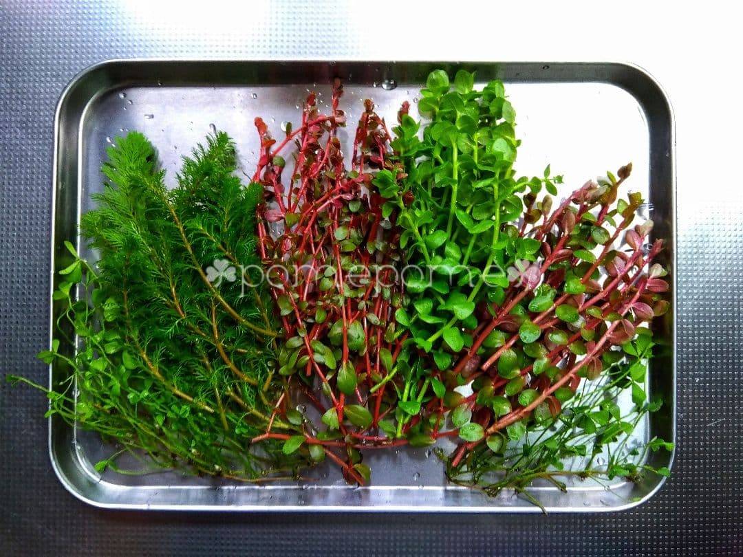 ❁水草セット ４種 ６０本❁ ビオトープ 水草 メダカ アクアリウム ADA ㉒