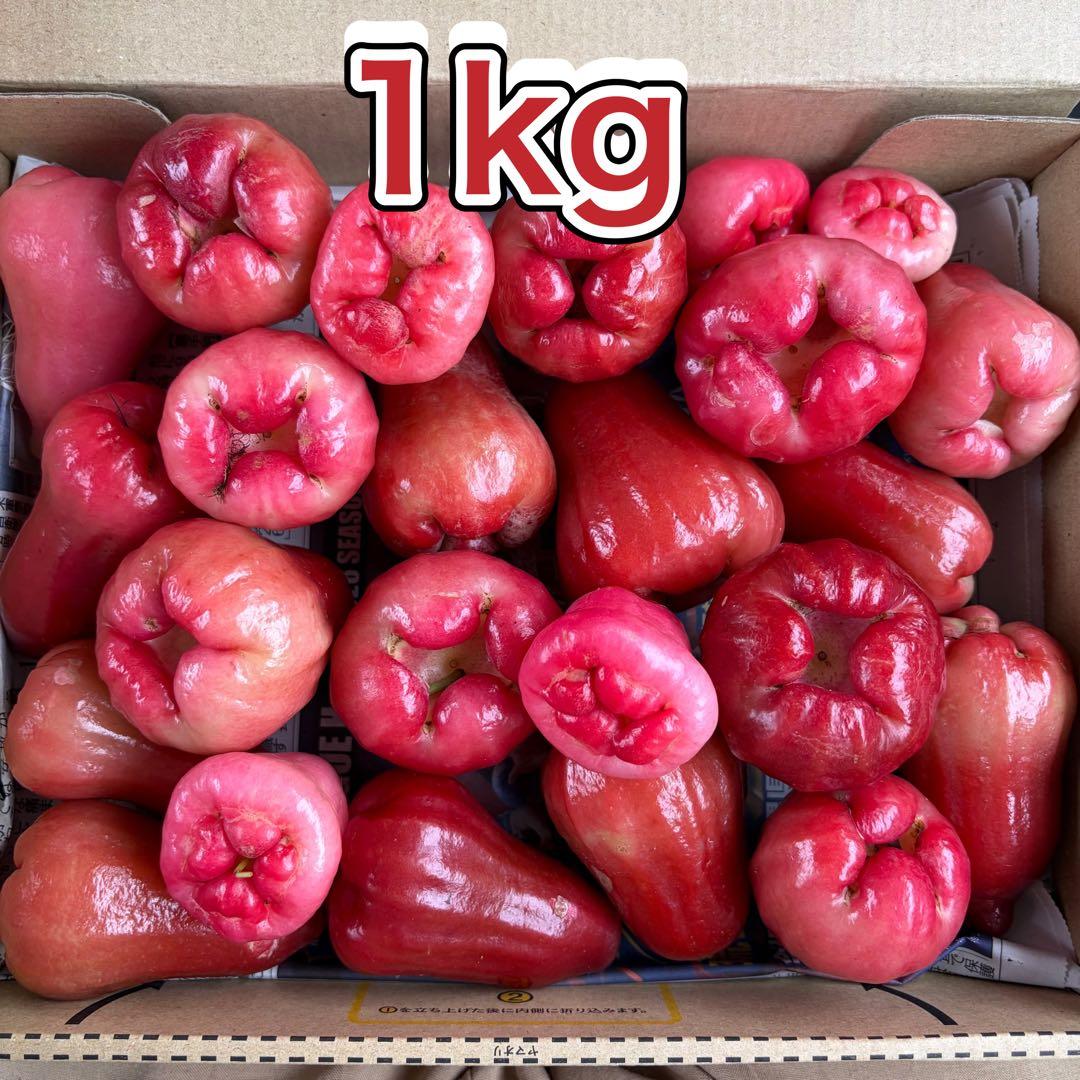 家庭用 沖縄県産 赤レンブ 約1kg｜ローズアップル・蓮霧