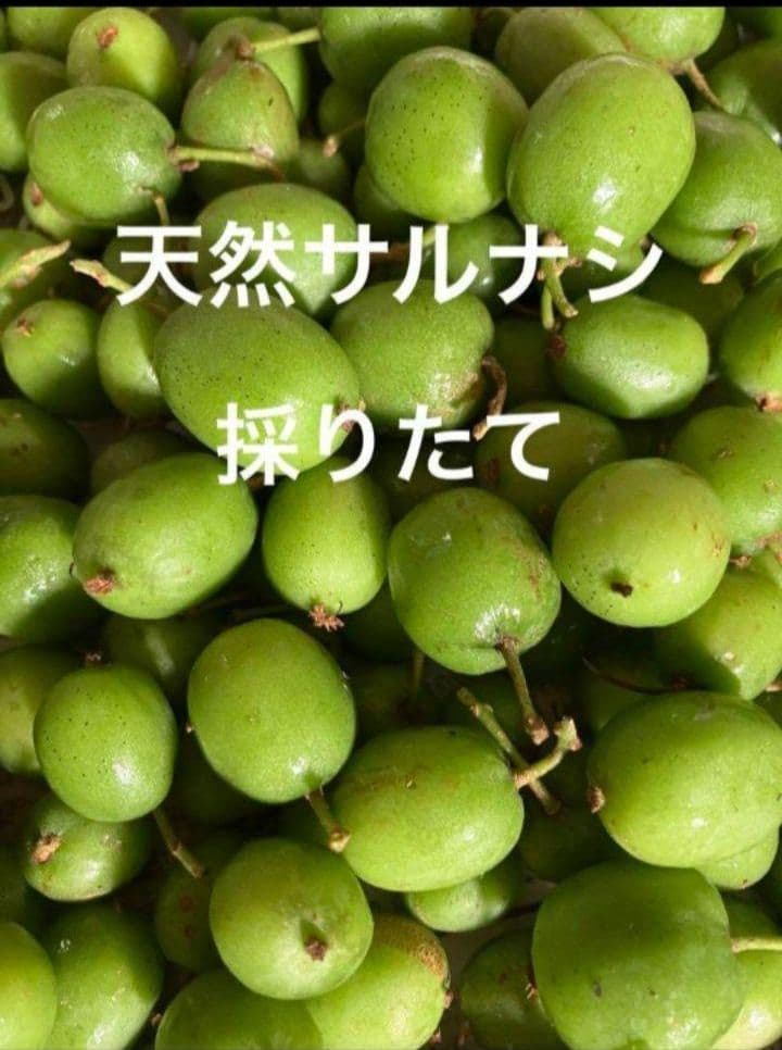 天然サルナシ 採りたて600g小粒