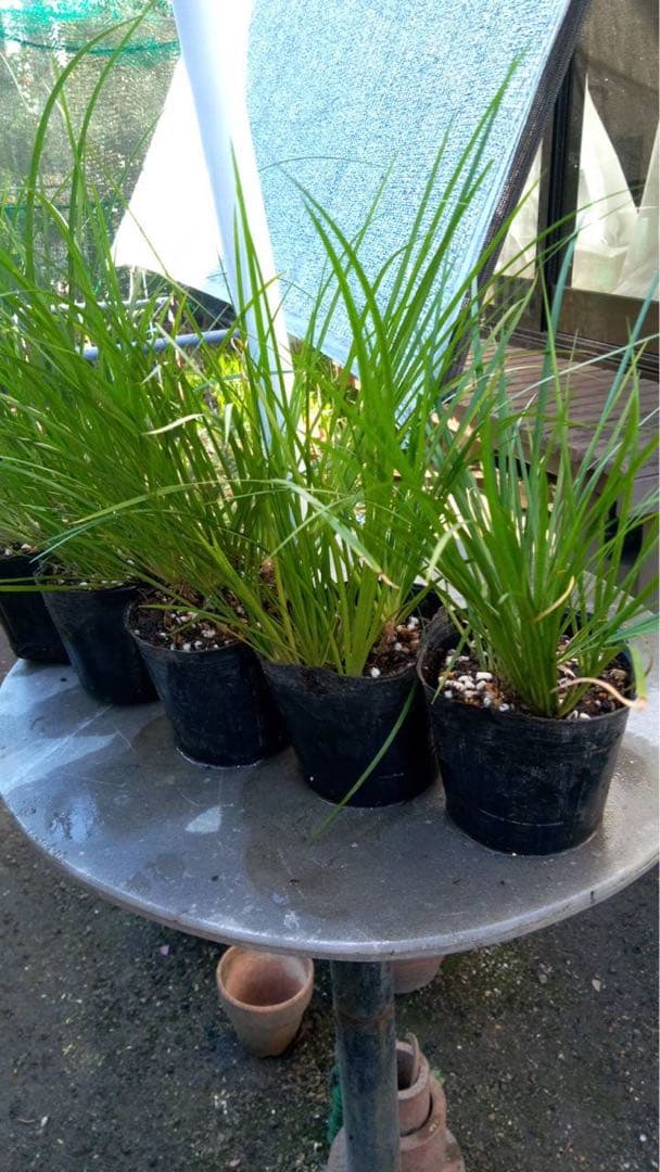 セキショウ 斑無し3株、斑入り2株 1000円 セキショウ苗