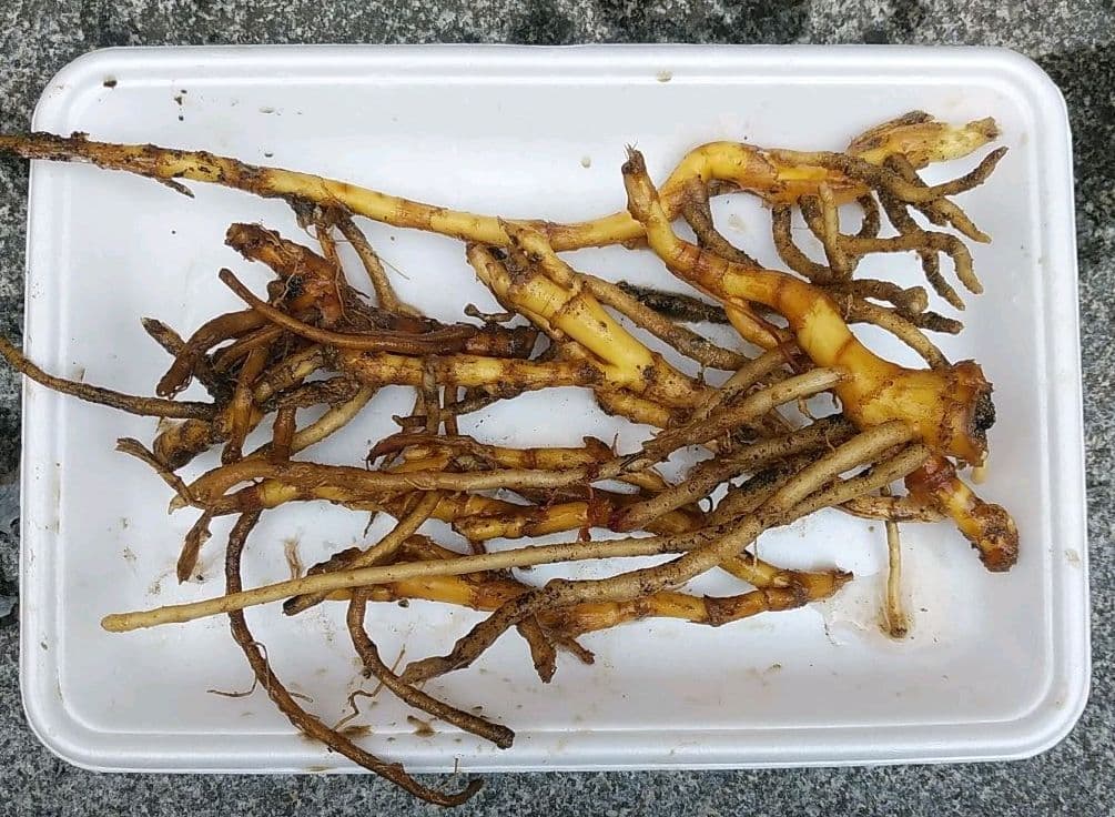 ミョウガ地下茎　120g by メルカリ