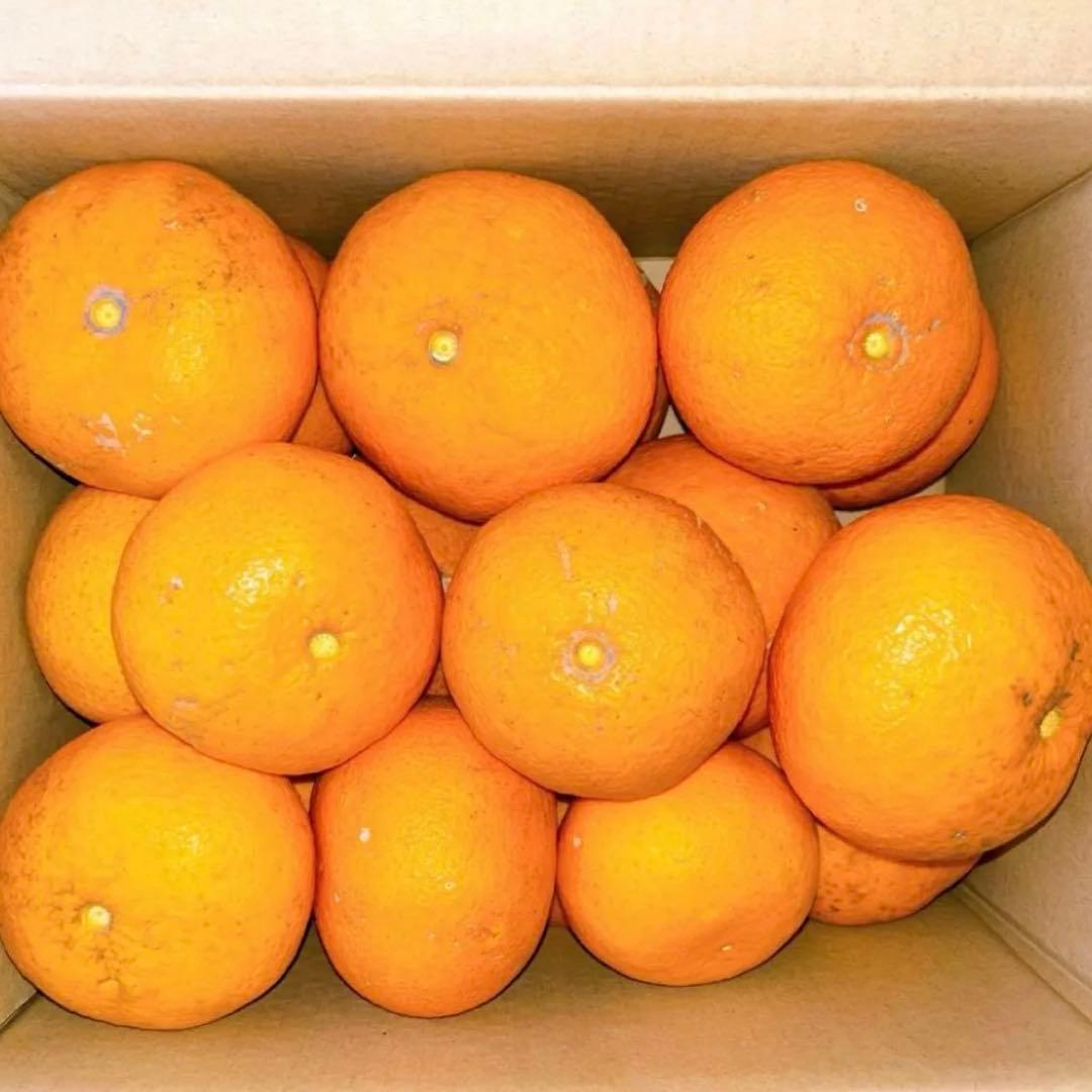 静岡県産 夏みかん 甘夏みかん 5kg 無農薬 自然栽培 風邪予防 疲労 美肌