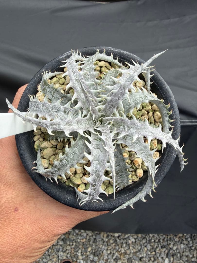 Dyckia Otto hybrid SL339 ディッキア