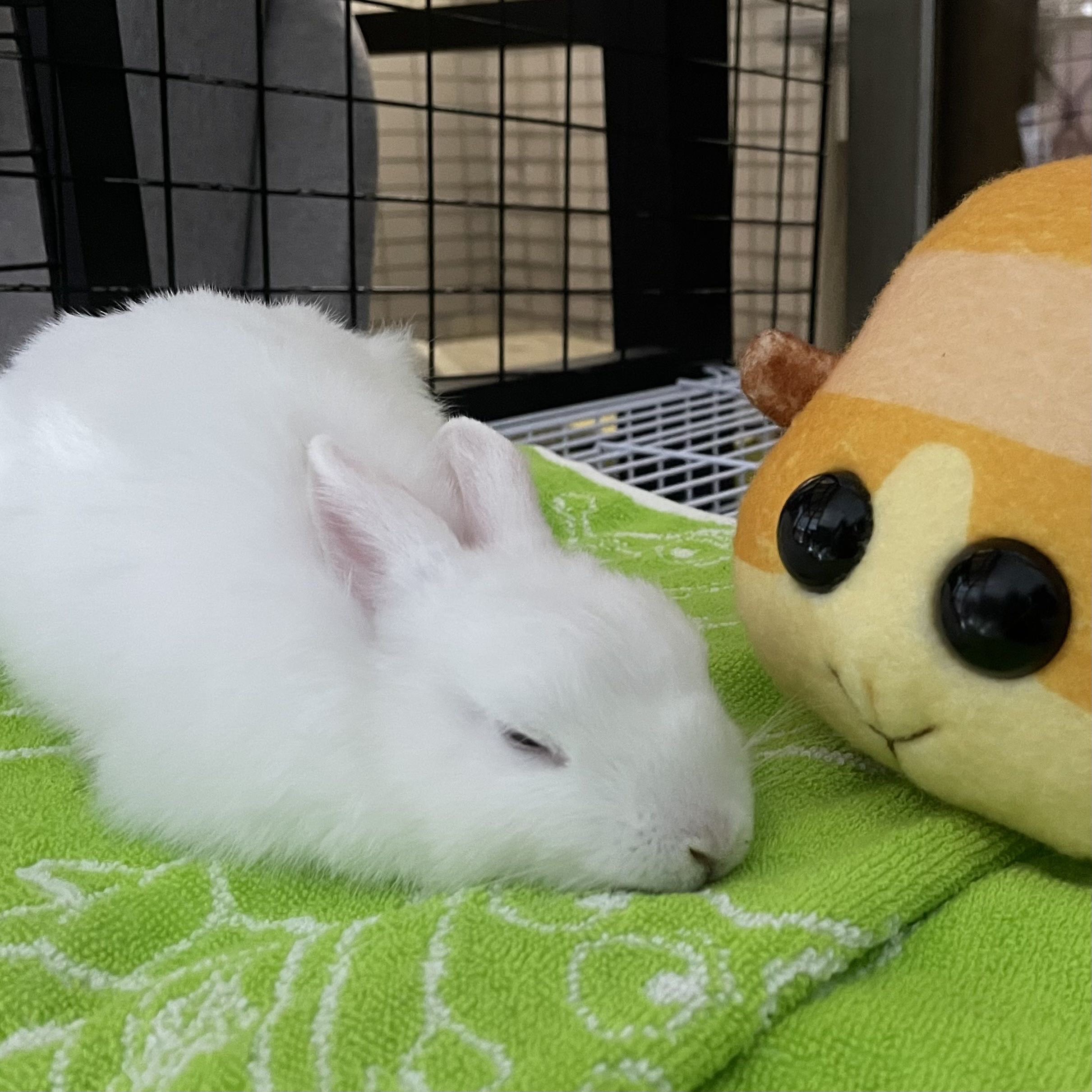 BunnyYuki