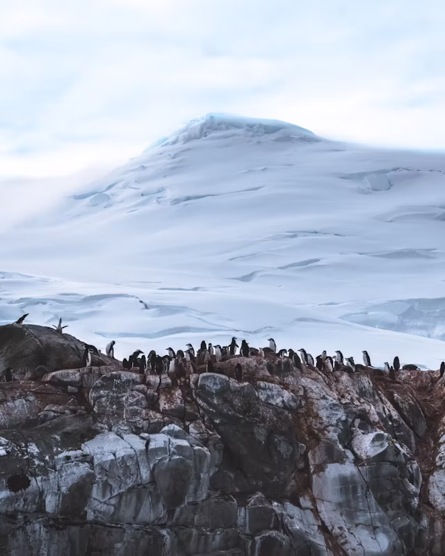 Antarctica: Wild Frontiers