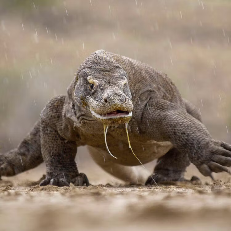 Komodo National Park