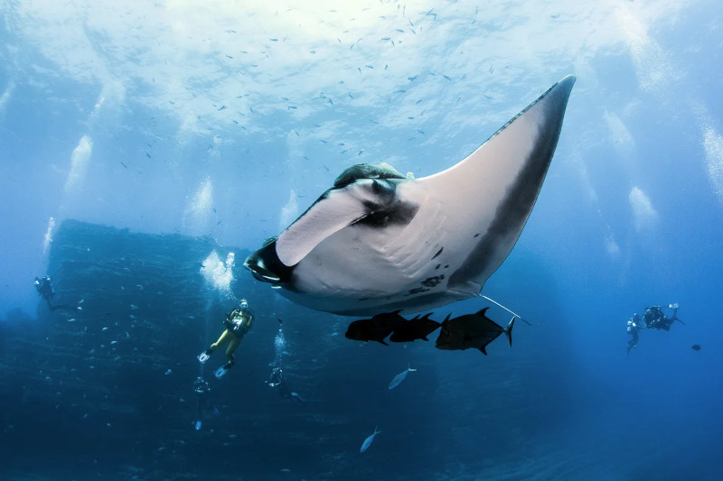 Socorro and Revillagigedo Islands, Mexico