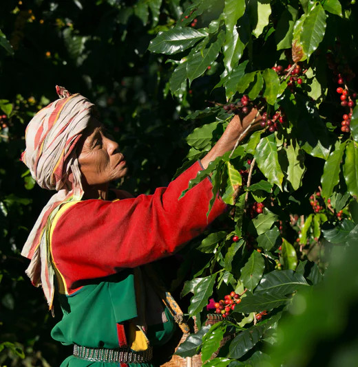 Black Ivory Coffee - $2,500 per kilogram