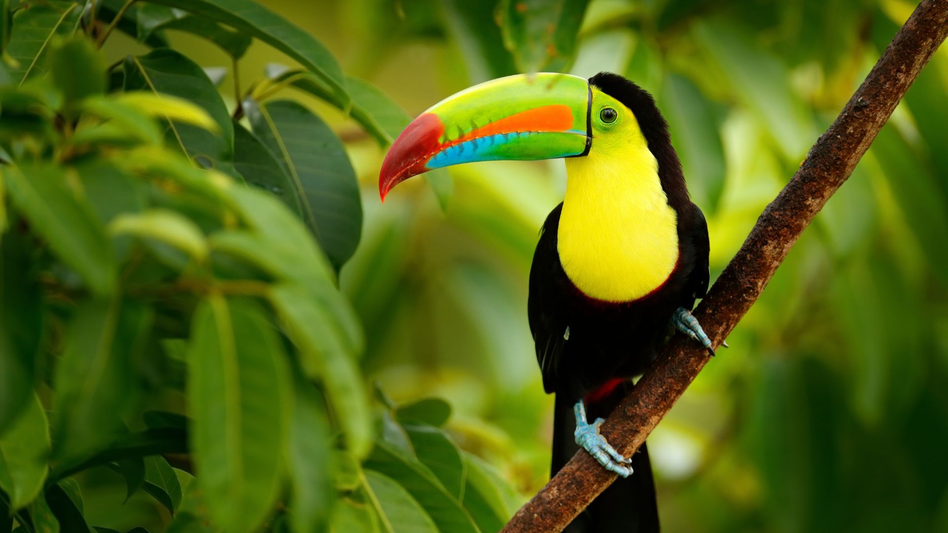 toucan on tree