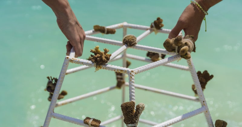 Adopt a Coral, Restore the Reef