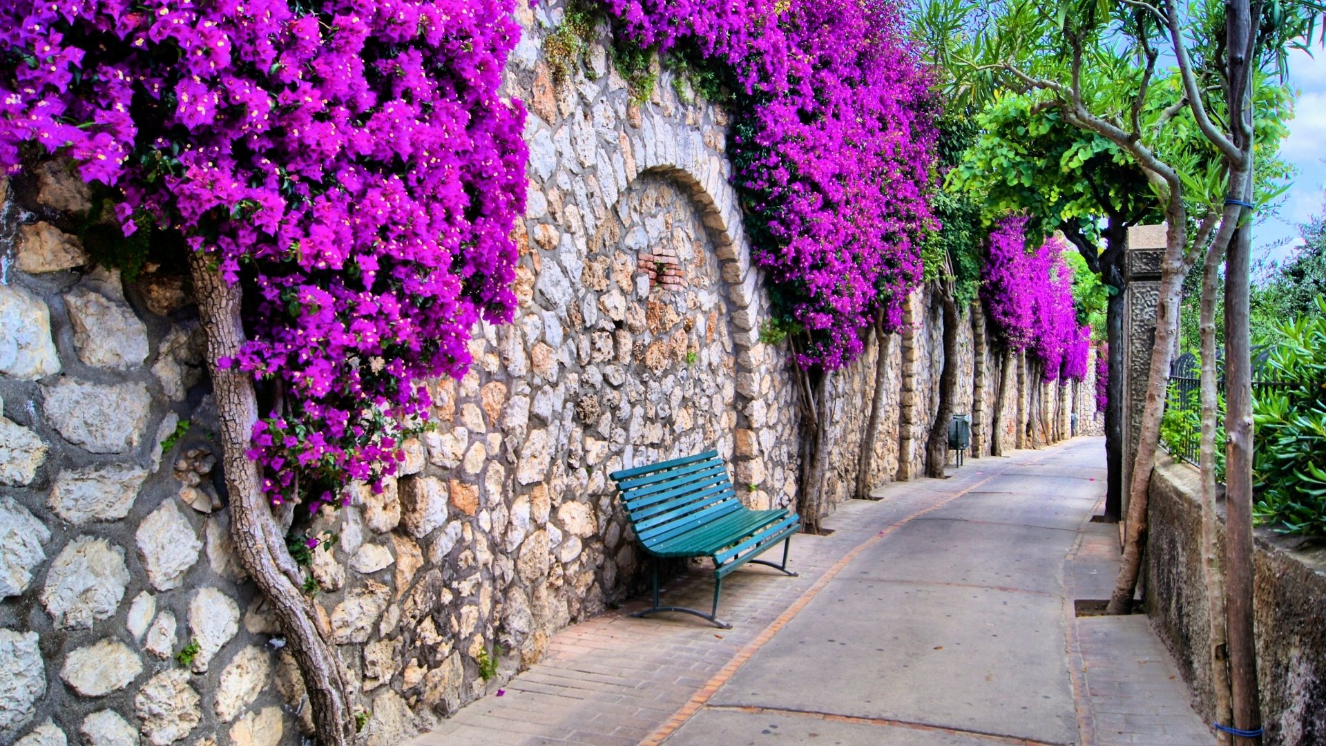 the iconic bougainvillea in Belvedere Tragara, Capri