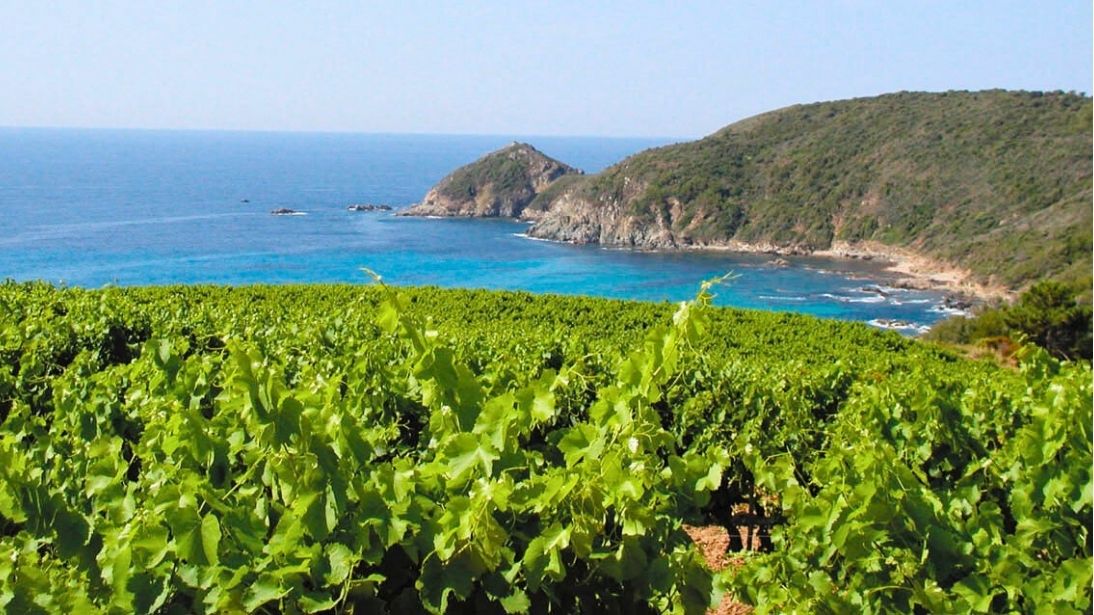 the vines of la tourraque french vineyard with the sea on the background