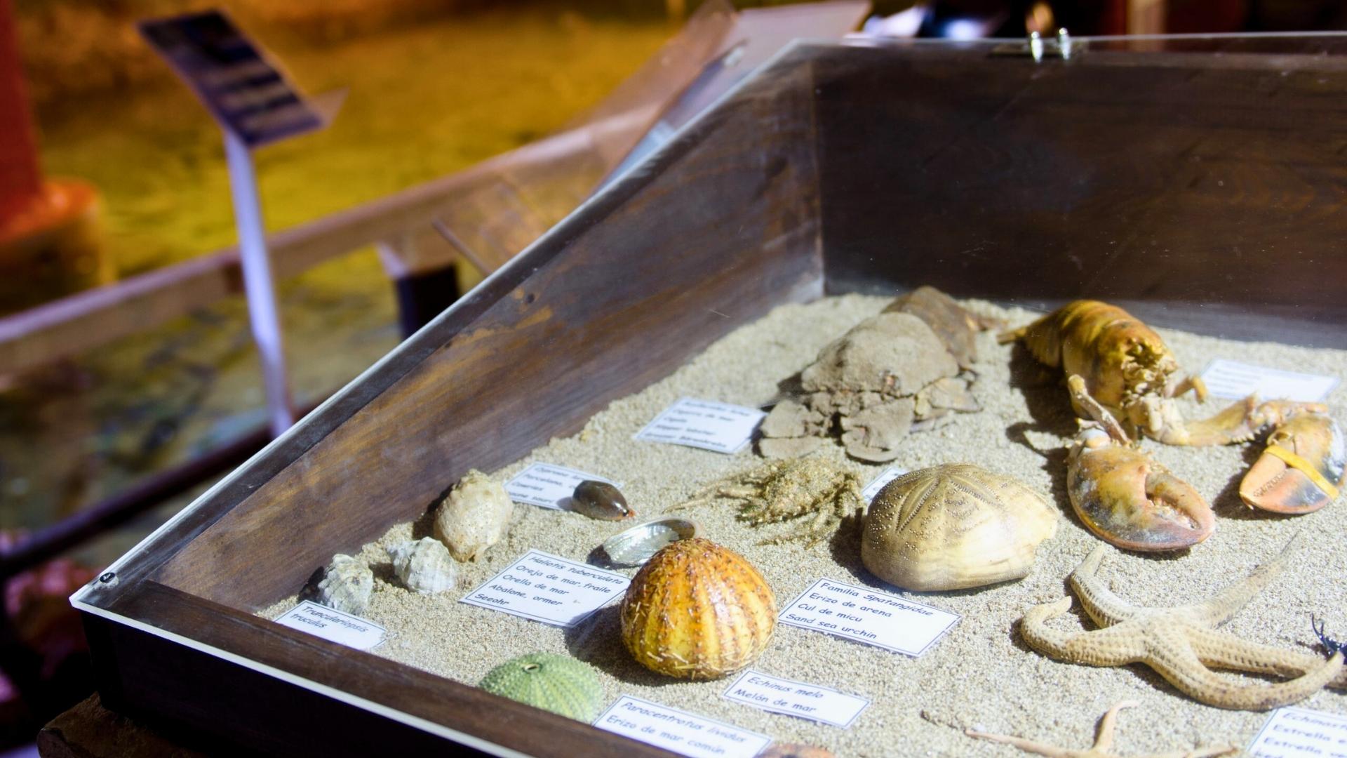 exhibits in the cap blanc aquarium inside a cave in ibiza